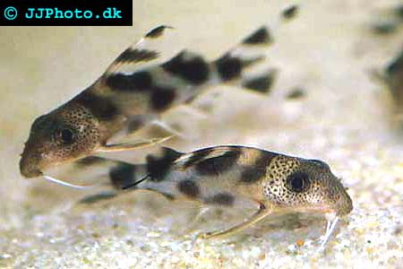 Bilde av Synodontis decorus (Klovnsynodontis)