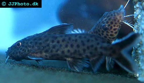 Bilde av Synodontis polli