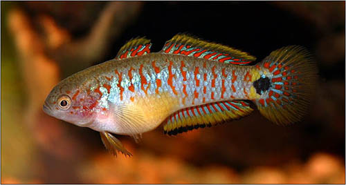 Bilde av Tateurndina ocellicauda (Indianergoby)