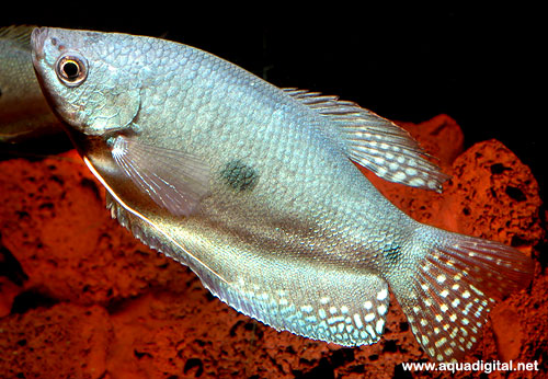 Bilde av Trichogaster trichopterus (Gullgurami, Blågurami, Marmorgurami, Blåmarmorgurami)