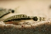 Bilde