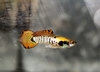 Bilde