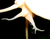 Bilde