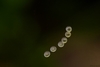 Bilde