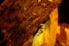 Bilde