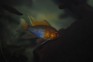 Bilde av ceci-fisk