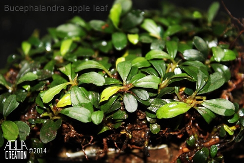 Bilde av Bucephalandra 'apple leaf'